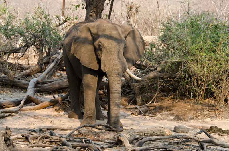 13 - Botswana - elefante - parque nacional de Chobe
